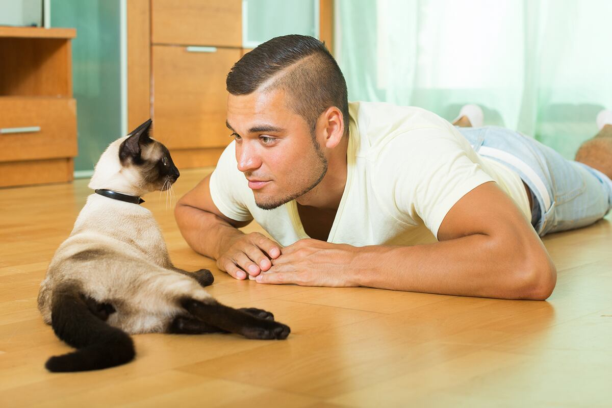Un estudio reveló el sencillo truco para ganarse la confianza de un gato en segundos. (Freepik)
