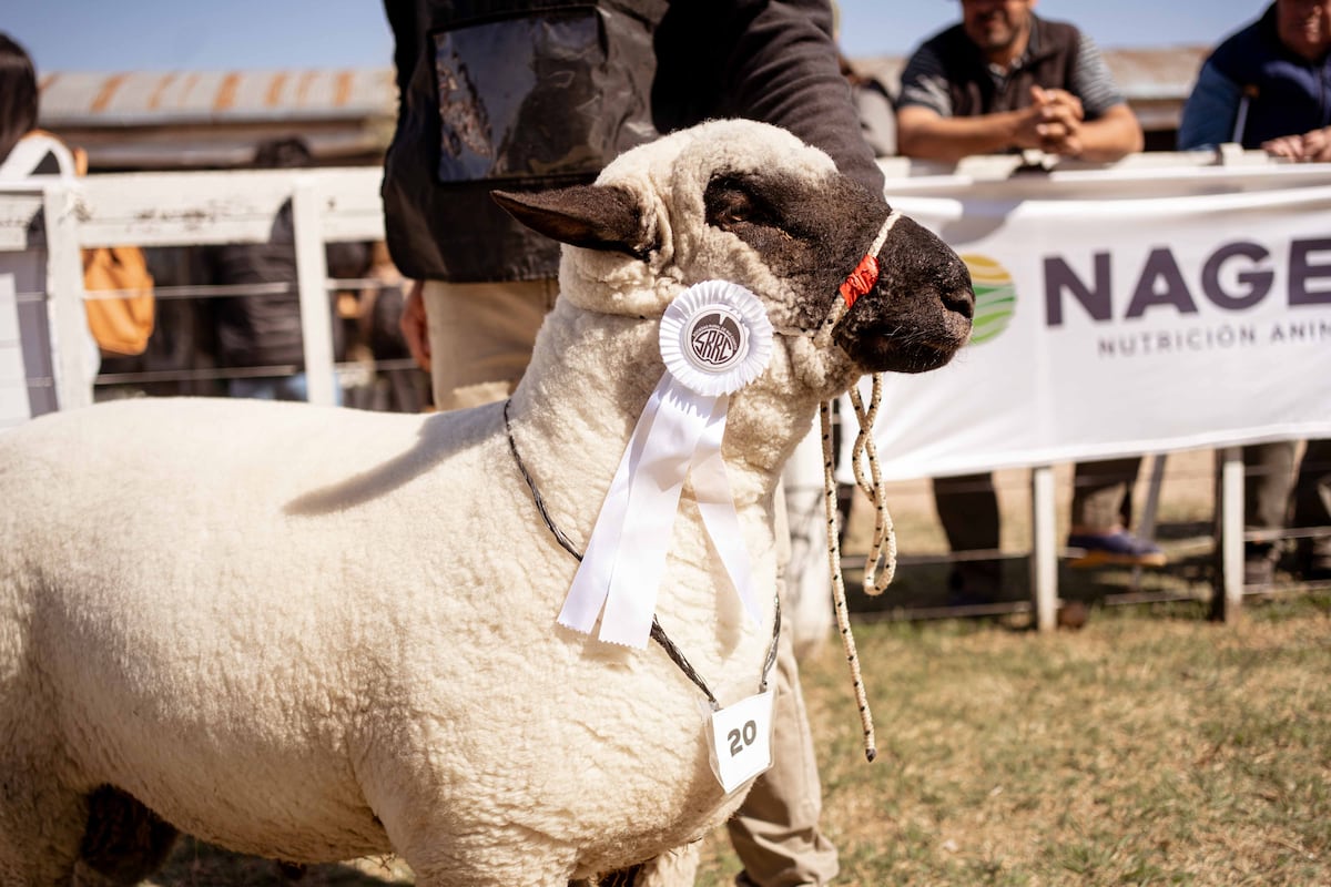 JURAS GANADERAS. La Exposición Rural de Río Cuarto eligió en su edición 91ª a los grandes campeones bovinos, ovinos y porcinos. (La Voz)
