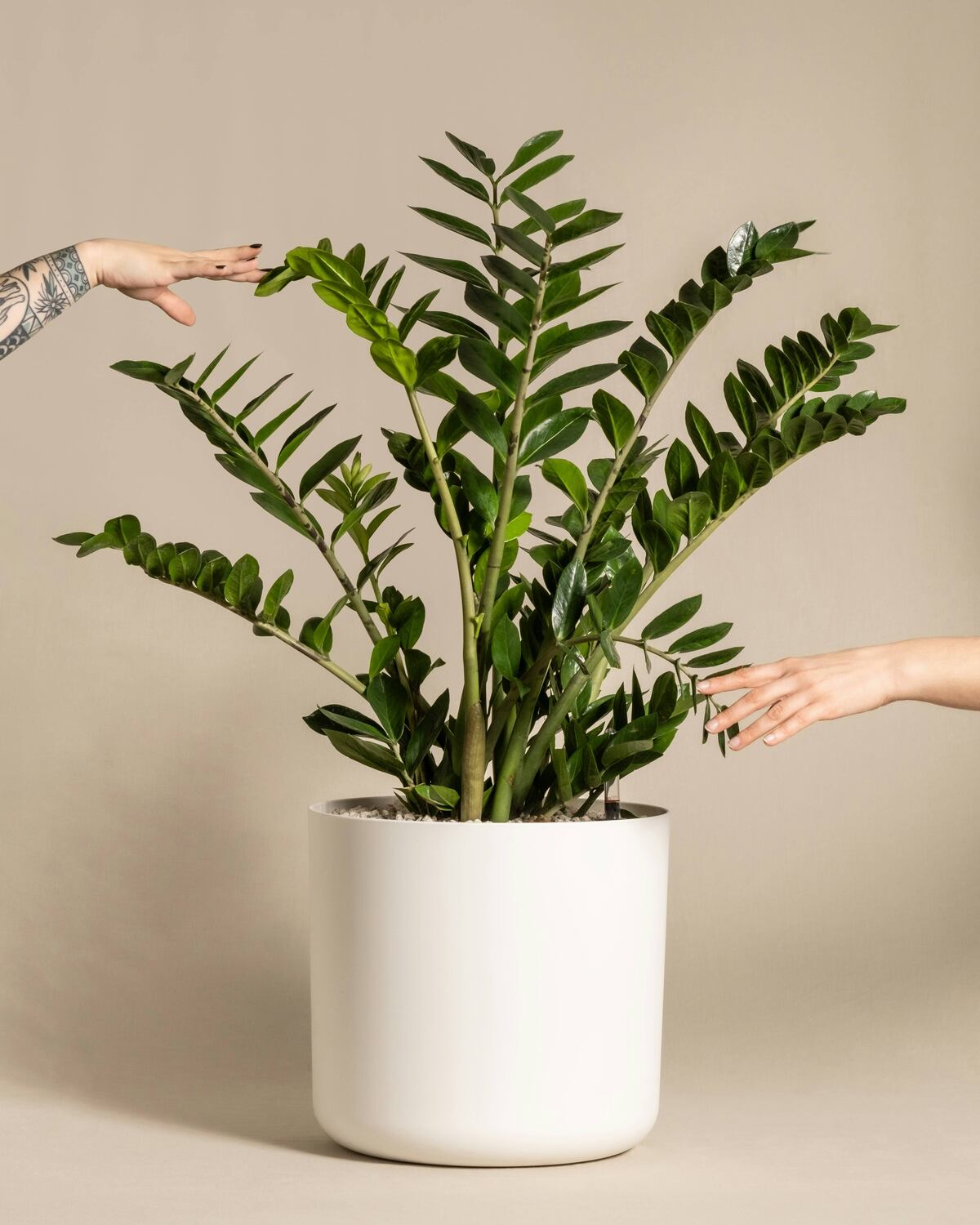 Zamioculcas zamiifolia. (Unsplash)