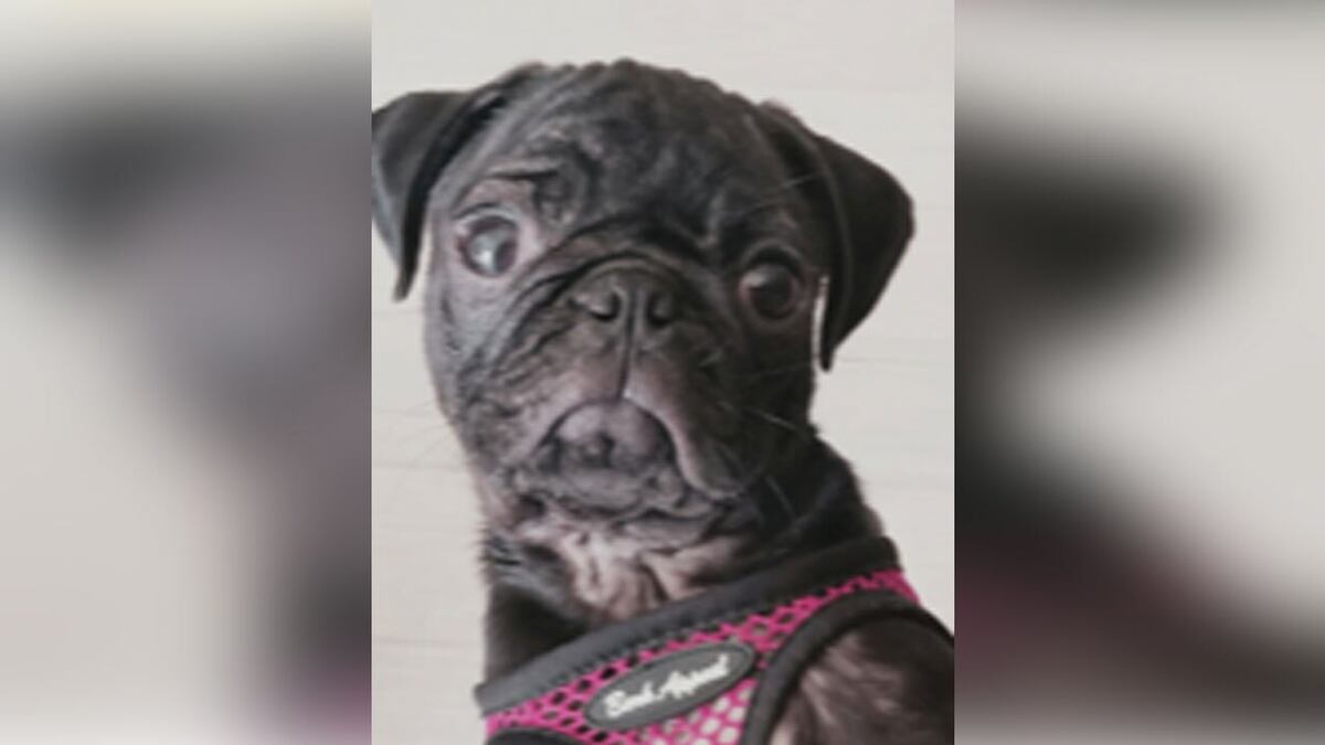 Bucky, el pug de 3 años que murió tras ser arrojado de un séptimo piso. /ABC Action News)