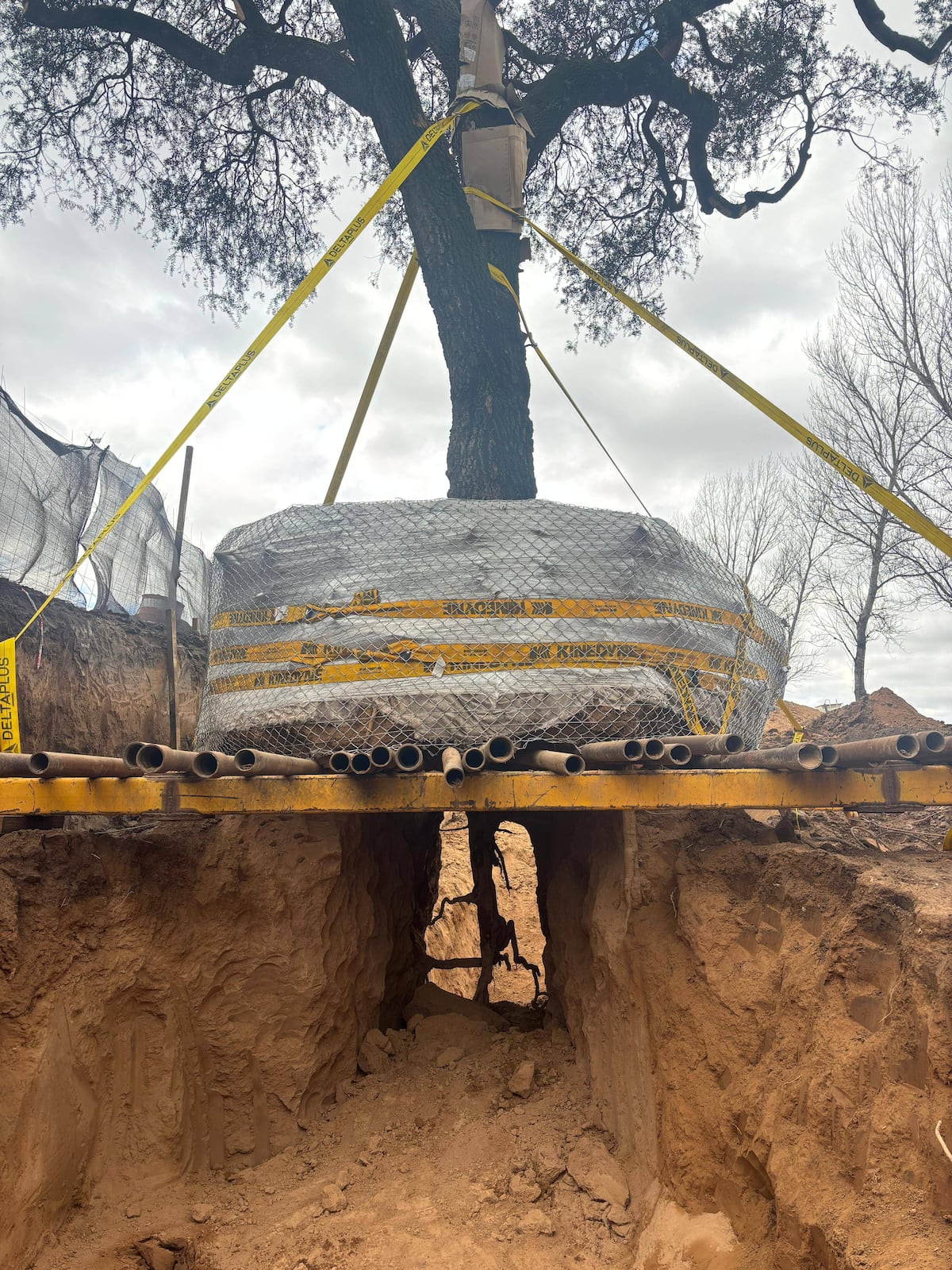 Trabajos para retirar el árbol de su lugar original. (La Voz/José Gabriel Hernández)