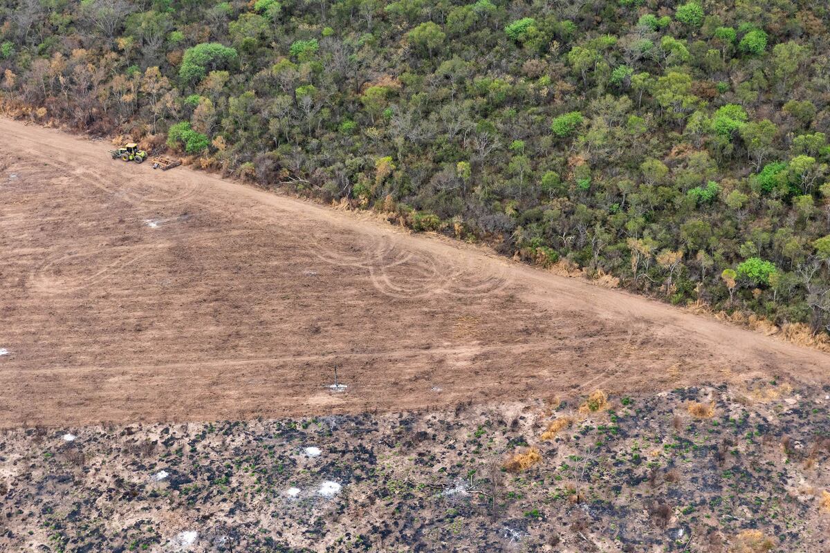 Durante 2025, el desmonte en Santiago del Estero alcanza las 8.685 hectáreas. (Martin Katz / Greenpeace)