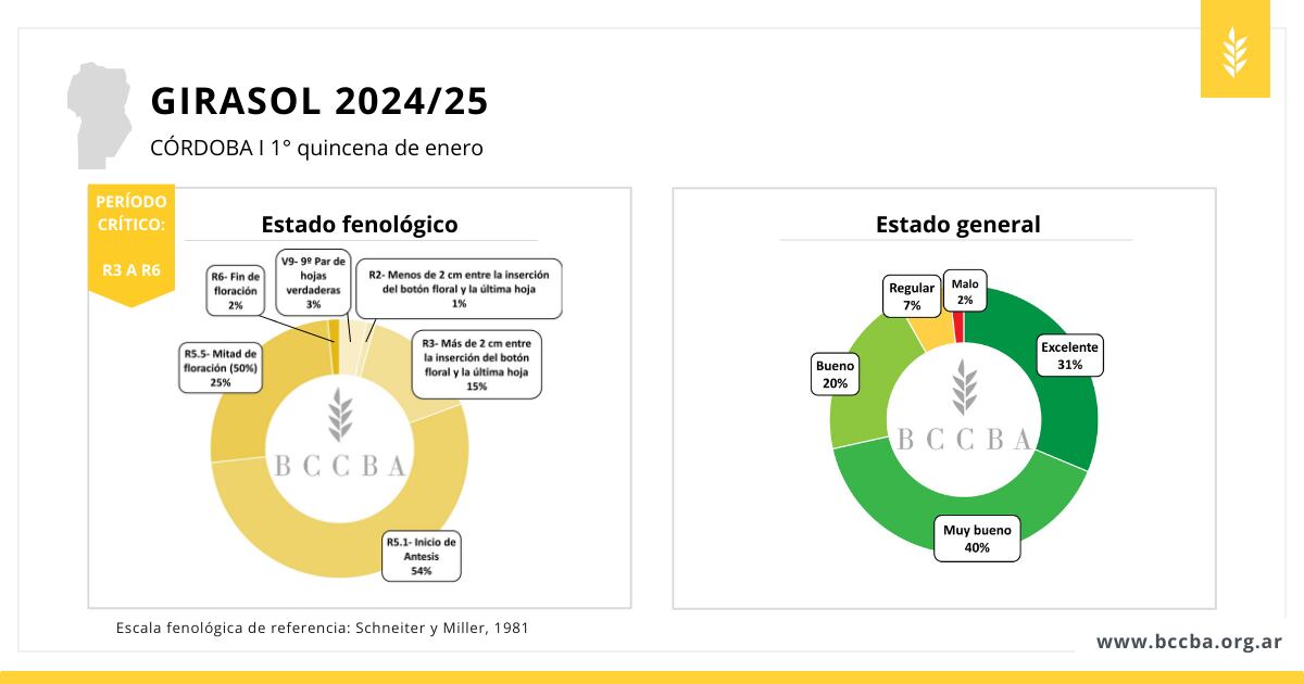 Girasol