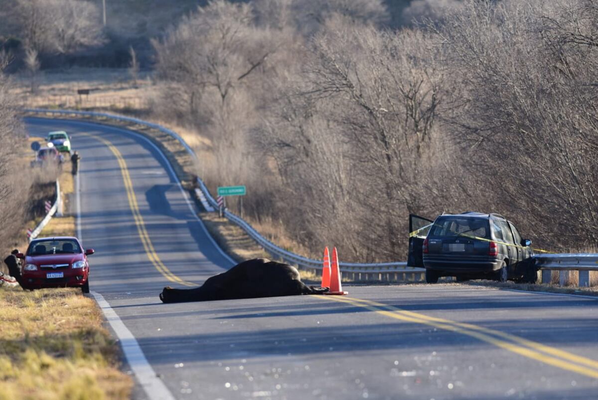 La Cumbre: un automovilista murió al chocar contra un caballo. (La Voz)