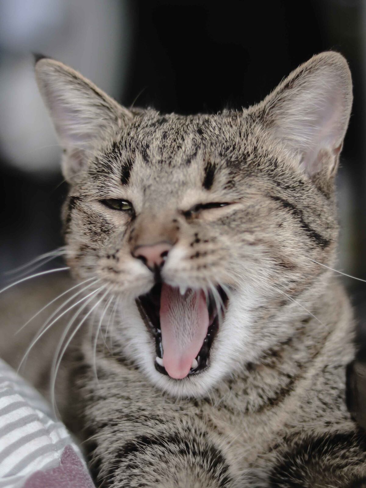A diferencia de los perros, los gatos suelen mostrar señales más sutiles de su incomodidad o de su satisfacción. (Freepik)