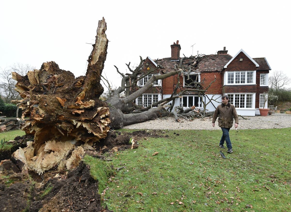 Un árbol de 400 años de edad se desprendió por la tormenta y destrozó una casa. (Nicholas.T.Ansell / PA Wire / DPA)