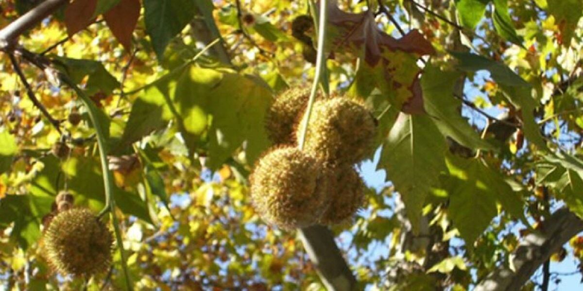 Los estudiantes planean cambiar el árbol de platano en Buenos Aires.