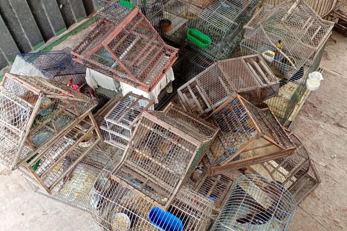 Córdoba: rescataron a 41 animales silvestres en allanamientos y los llevaron a Tatú Carreta. (Foto: gentileza)