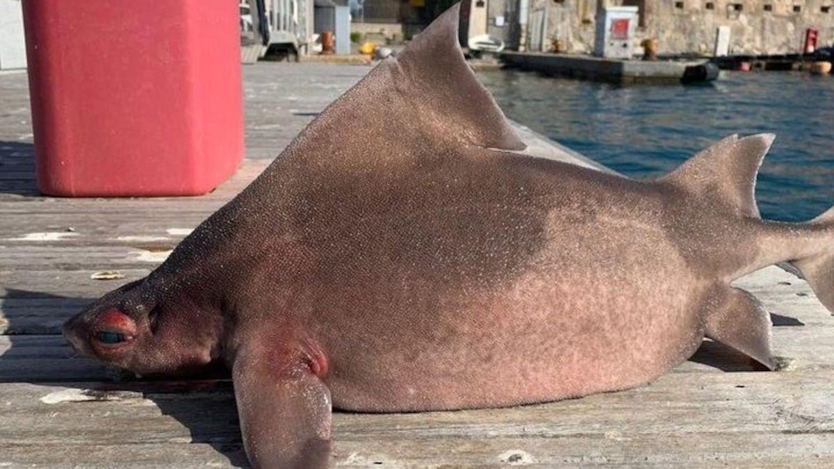 Esta especie vive en la profundidad del mar Mediterráneo y el océano Atlántico. (Facebook)