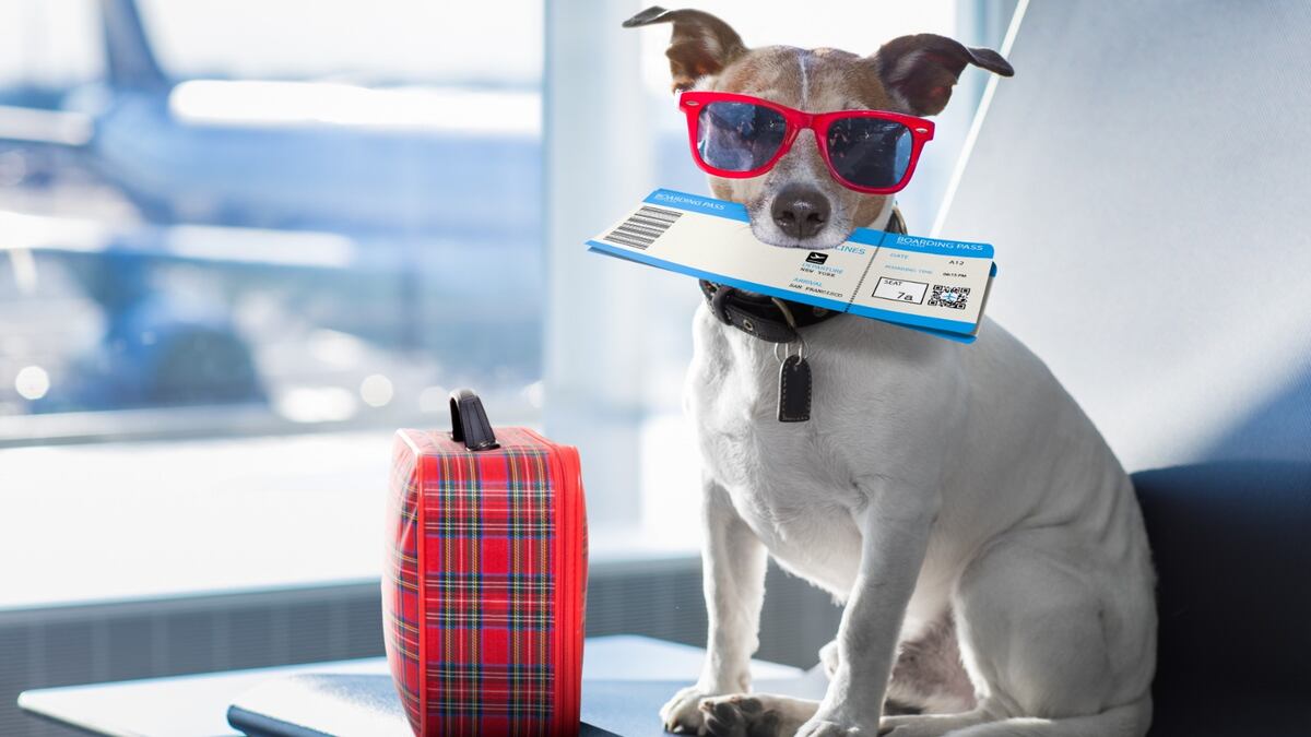 Mascotas en trenes de larga distancia: qué exige la nueva norma para viajar en Argentina