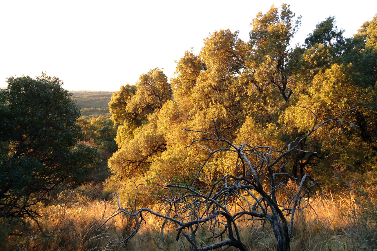 Bosque nativo serrano: un capital ambiental clave pero ya escaso en Córdoba, que se necesita investigar y preservar  (La Voz)