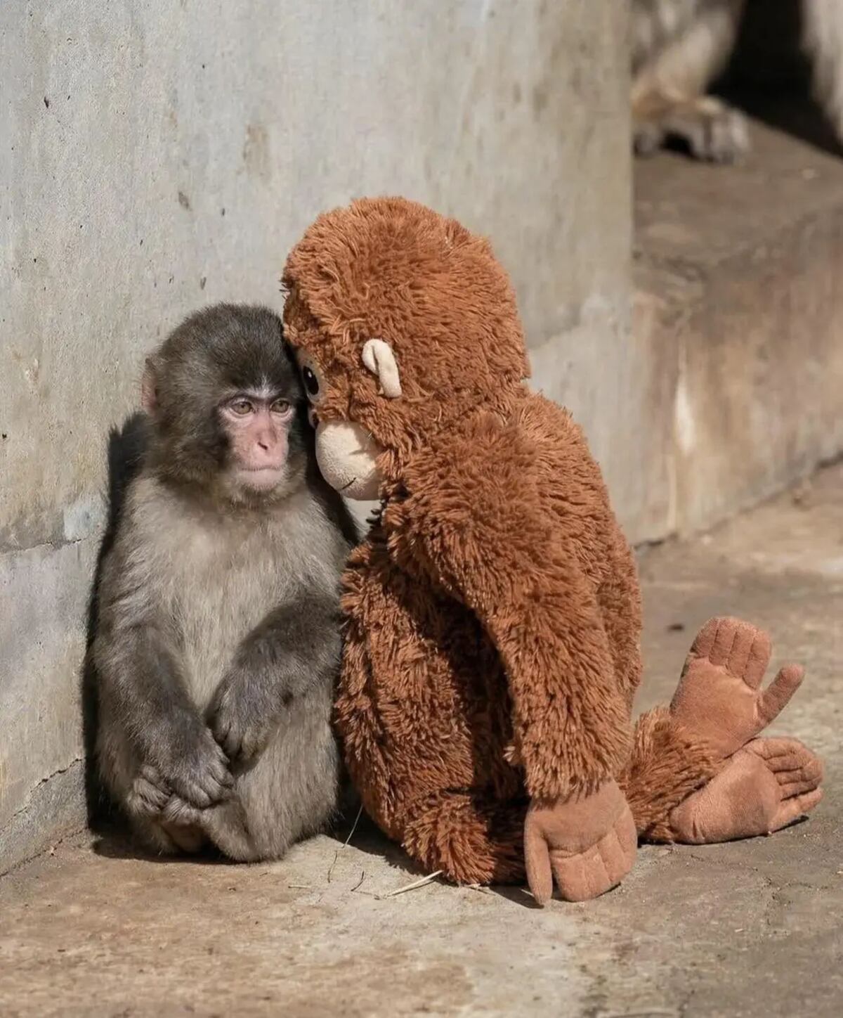 Punch, el mono viral que fue abandonado y encontró consuelo en un peluche.