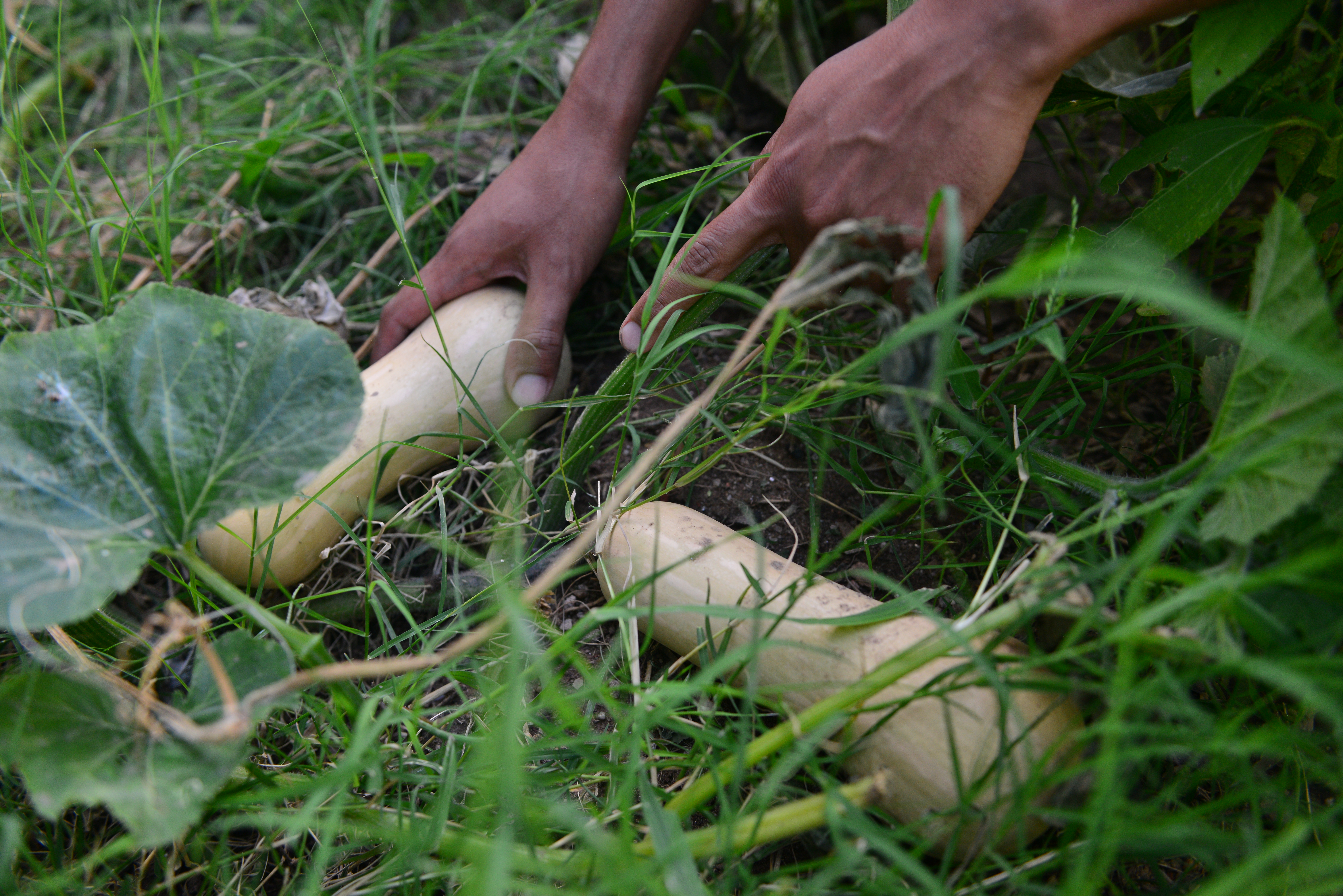 En huerta El Zapallal se puede conseguir desde zapallitos, higos, ciboullete, ajo puerro, rúcula, hasta menta, cedrón y otras variedades de aromáticas. (Foto: Javier Ferreyra/ La Voz)