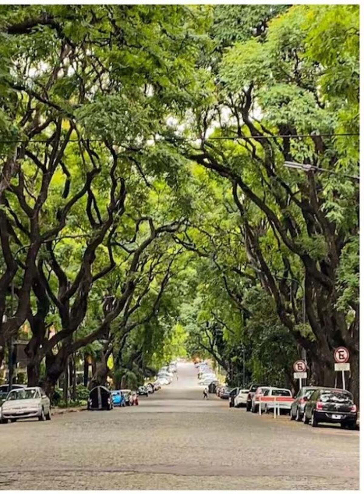 Escapada de ensueño: la calle “escondida” de Buenos Aires que sorprende con un túnel verde natural