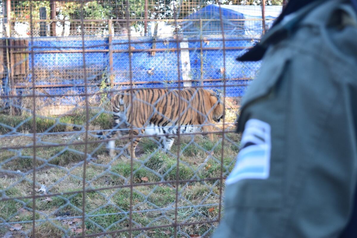 El tigre cautivo en el sur de Santa Fe.