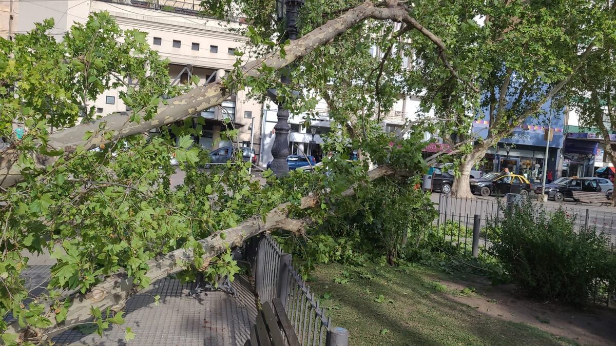 Plaza de Río Cuarto. El viento arrancó un viejo árbol que se desplomó al vacío (LV16).
