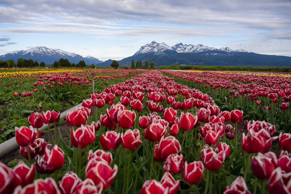 El campo de tulipanes se ha convertido en una de las principales atracciones en este rincón del sur.