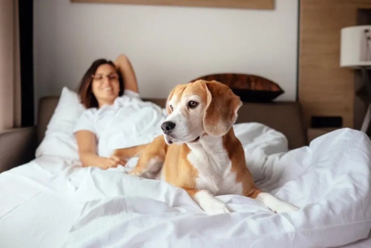 El significado oculto: por qué tu perro elige dormir a los pies de la cama, según la ciencia