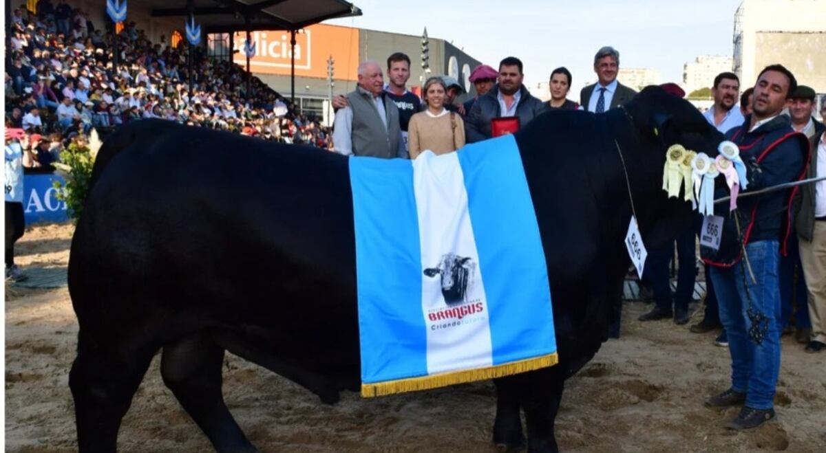 El Gran Campeón Macho. (La Voz)