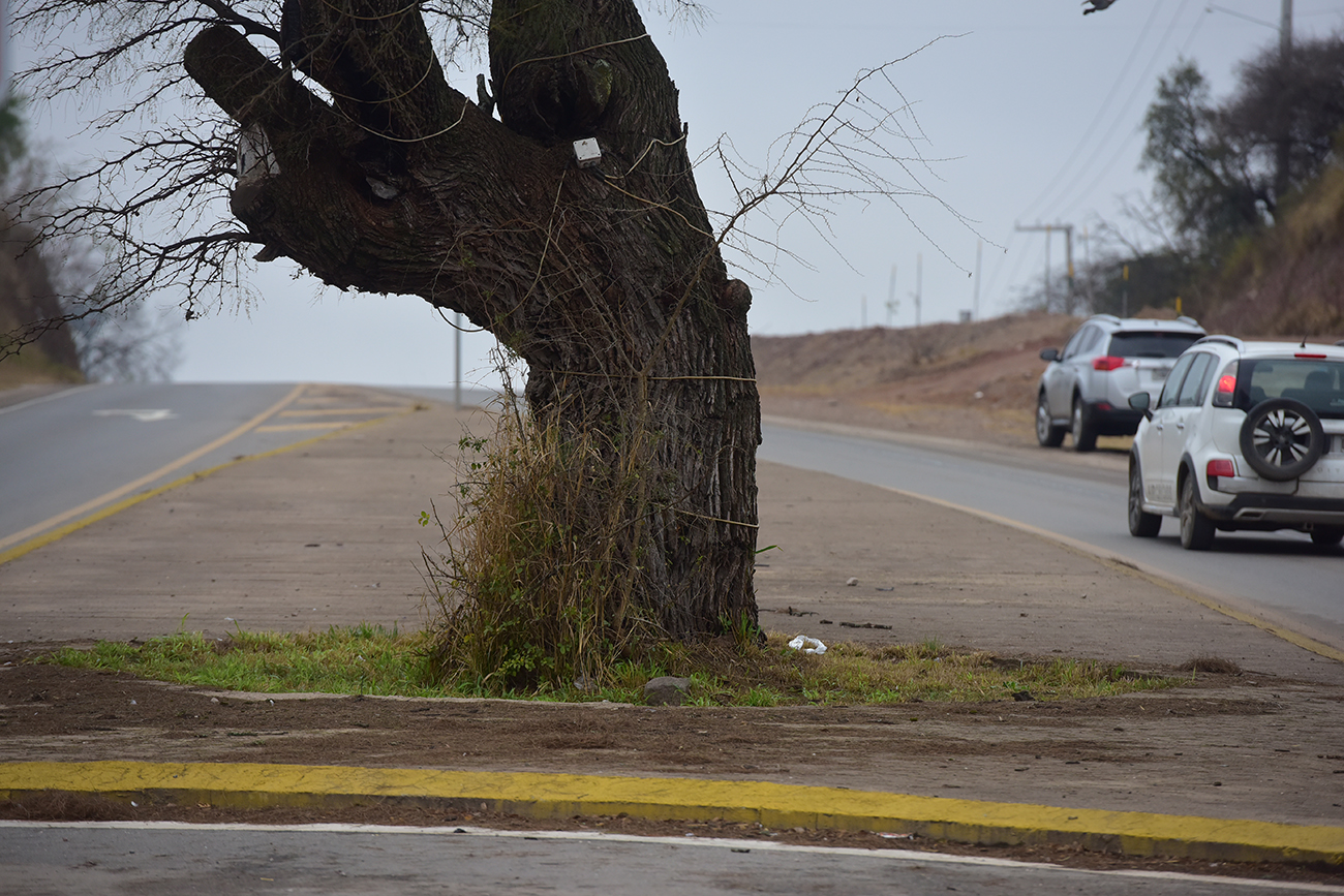 Arboles que se conservaron en Unquillo Córdoba. (José Gabriel Hernández / la Voz)