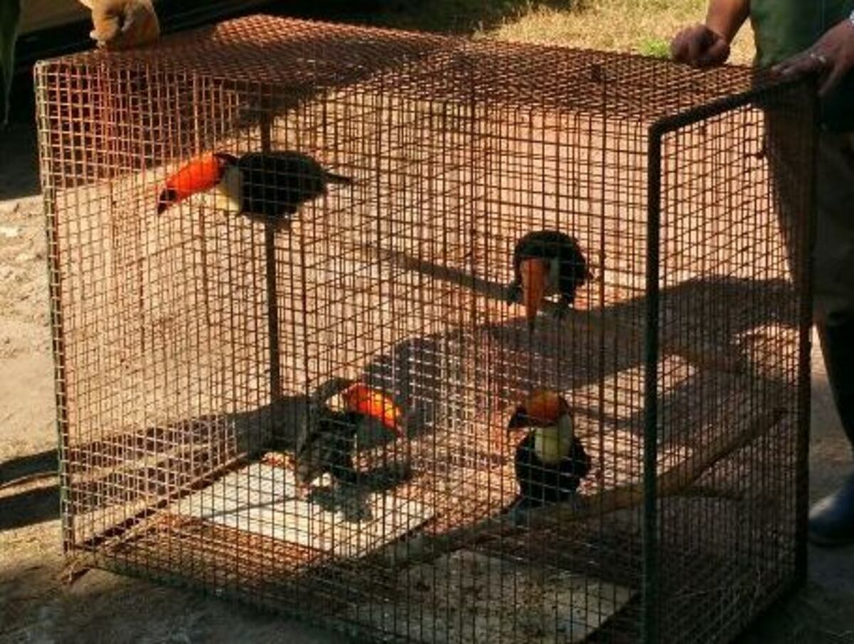 Muchos de los animales llegan en malas condiciones físicas y comportamentales. (Rafael Consigli)