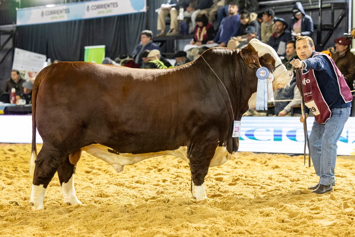 EXPOSICIONES. El predio de la Sociedad Rural de Corrientes reunirá a las exposiciones nacionales de la razas Braford, Brangus, Brahman y Caballos Criollos. (Gentileza Expoagro)