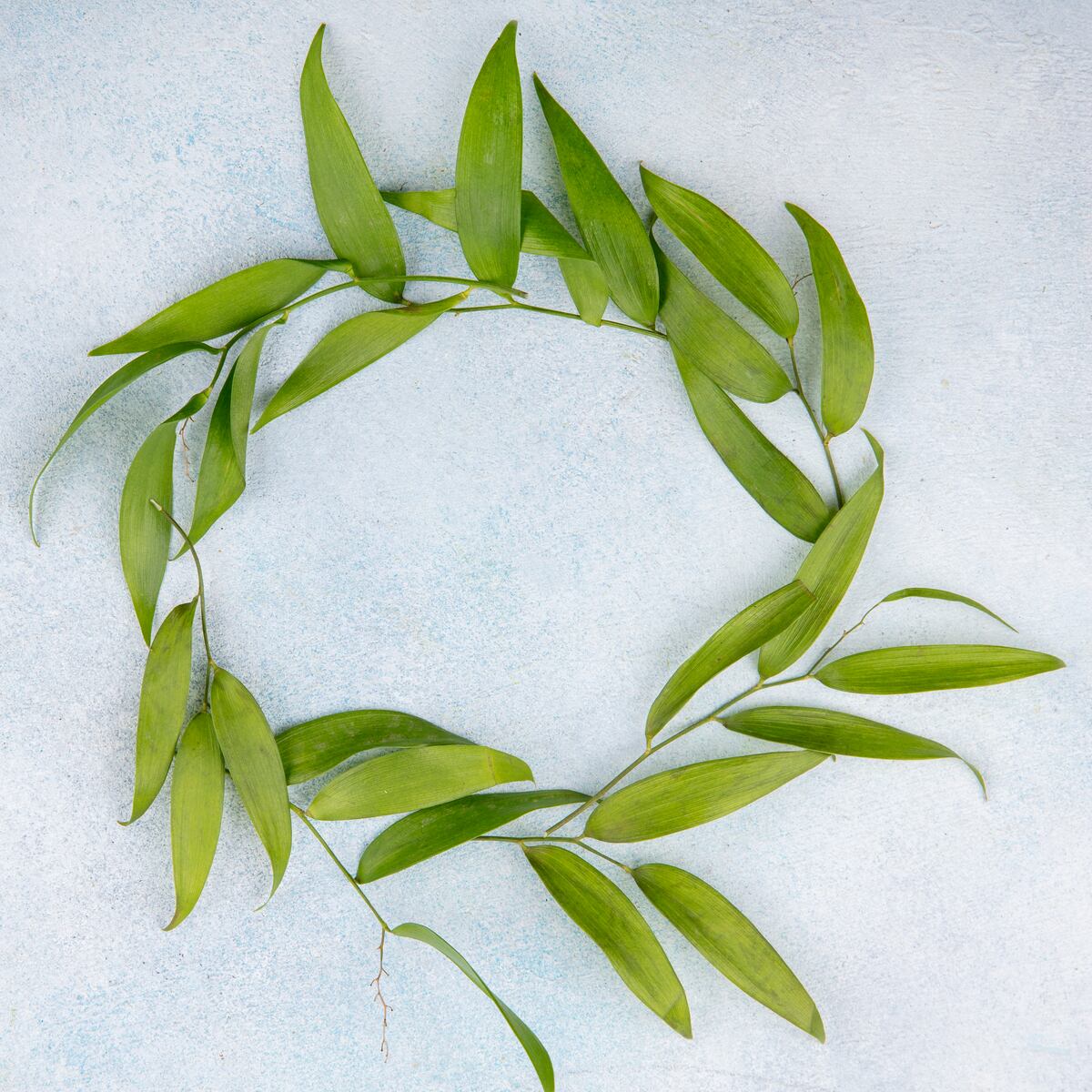 El poder del laurel: cómo atraer dinero y prosperidad según el Feng Shui