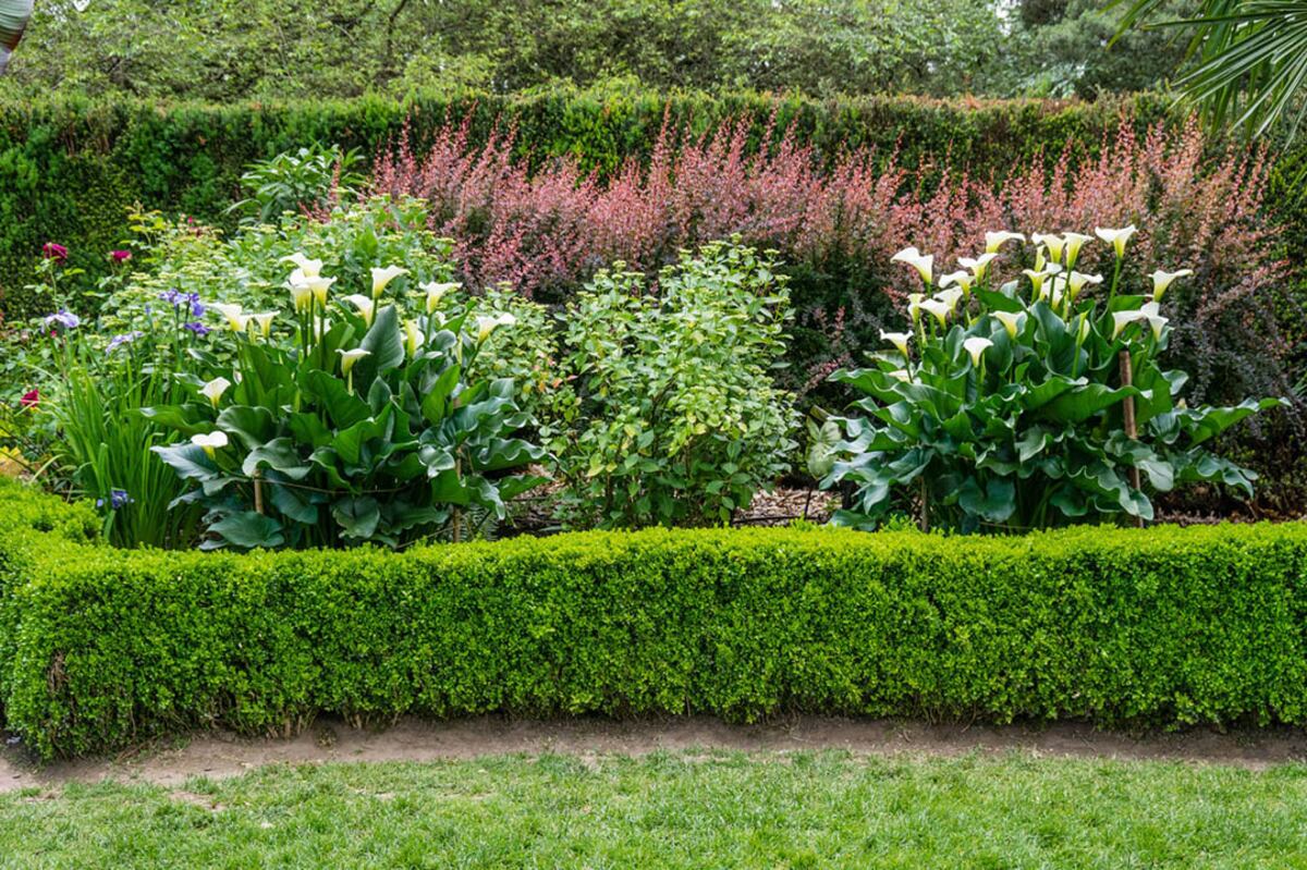 Los cercos vivos son una gran opción para separar diferentes sectores de un jardín, delimitar con un lote vecino o crear una barrera visual.