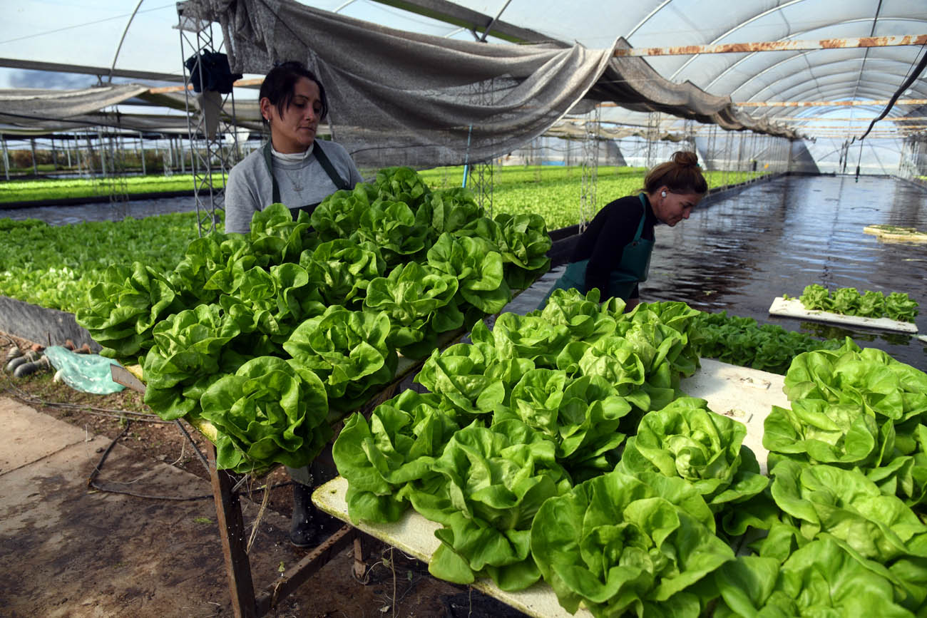 Midory, el emprendimiento de Sergio Guillaumet. (Ramiro Pereyra/ La Voz)