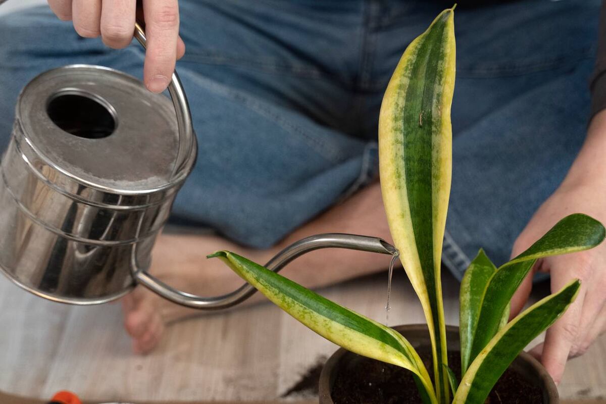 La hidrofobia del sustrato puede hacer que el agua no llegue a las raíces. Con este truco es posible recuperar la planta y evitar desecharla innecesariamente. (Freepik)