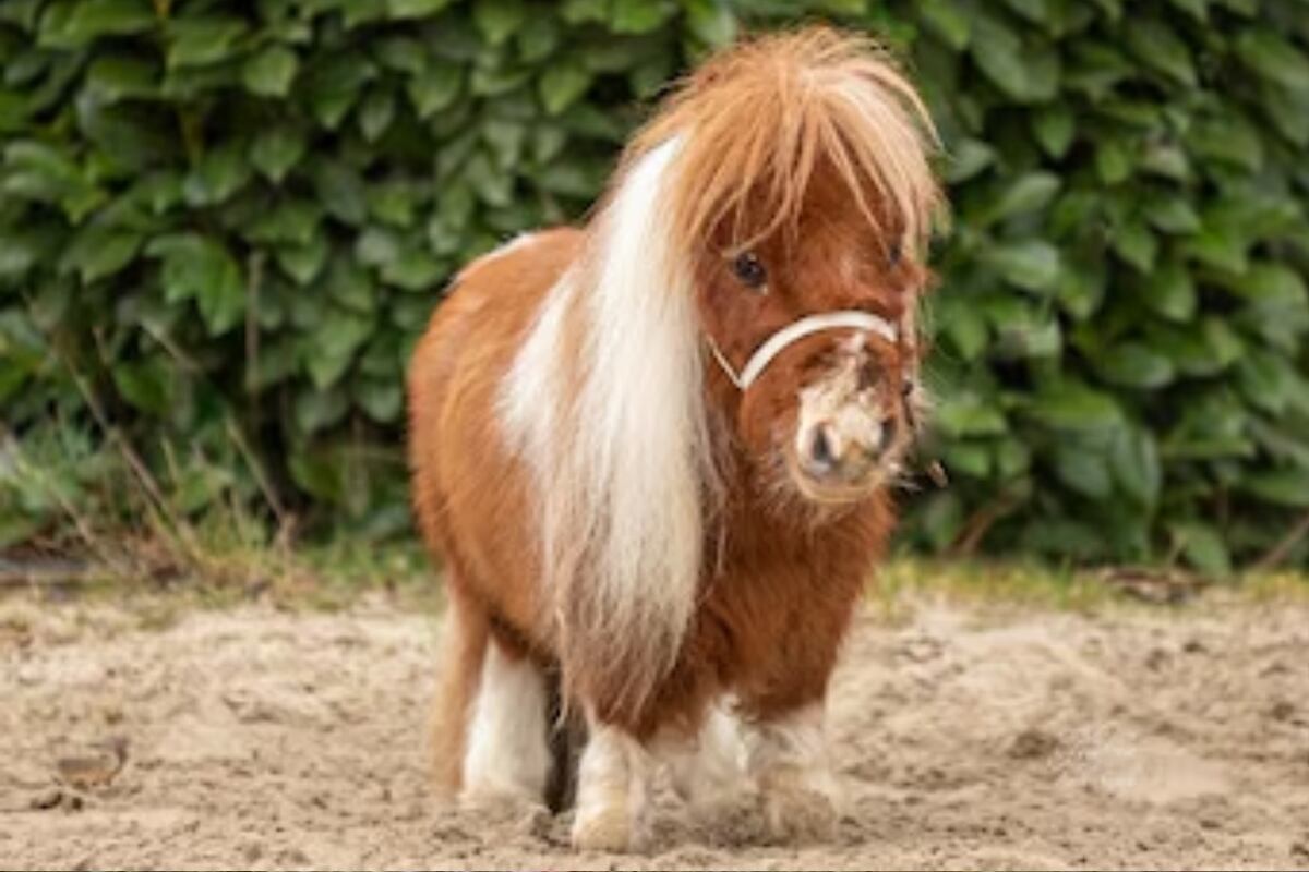 La historia de Pumuckel, el caballo más pequeño del mundo
