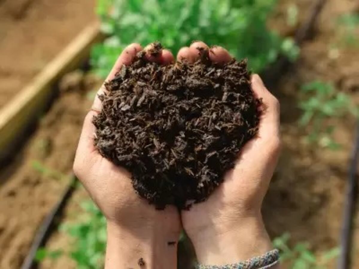 Cómo usar levadura para fortalecer raíces y mejorar el sustrato de tus plantas