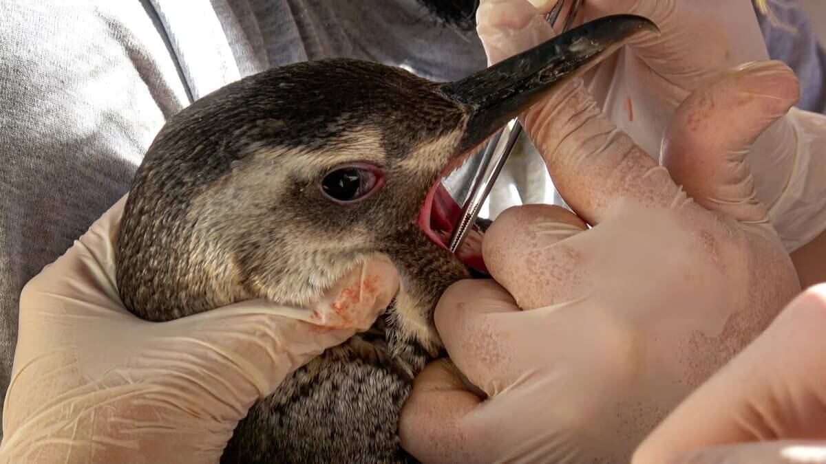 Rescataron y devolvieron al mar a 11 pingüinos en la zona de San Clemente del Tuyú. (Fotos gentileza Fundación Mundo Marino)