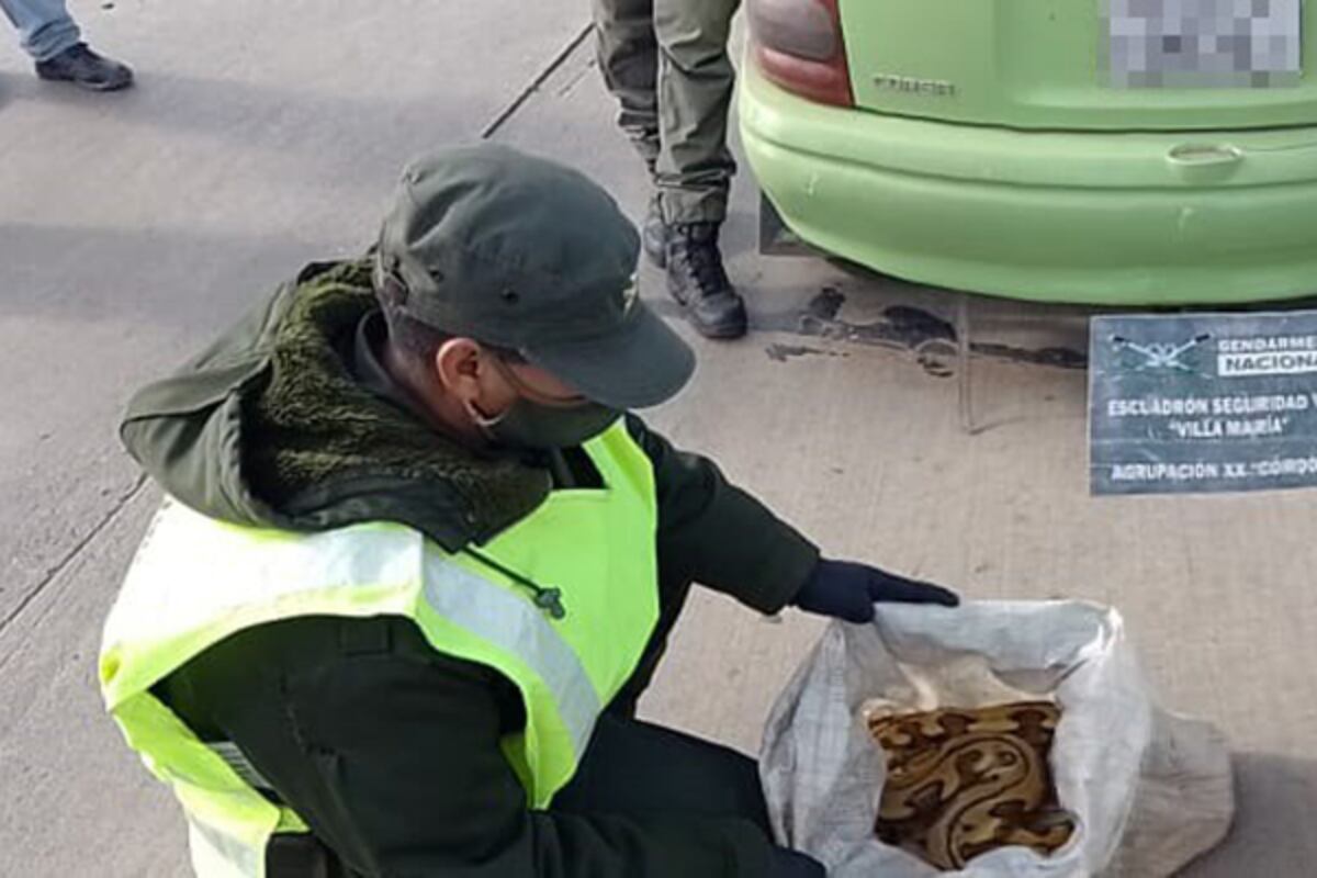 Imágenes del procedimiento de secuestro de las serpientes. (Villa María Vivo)