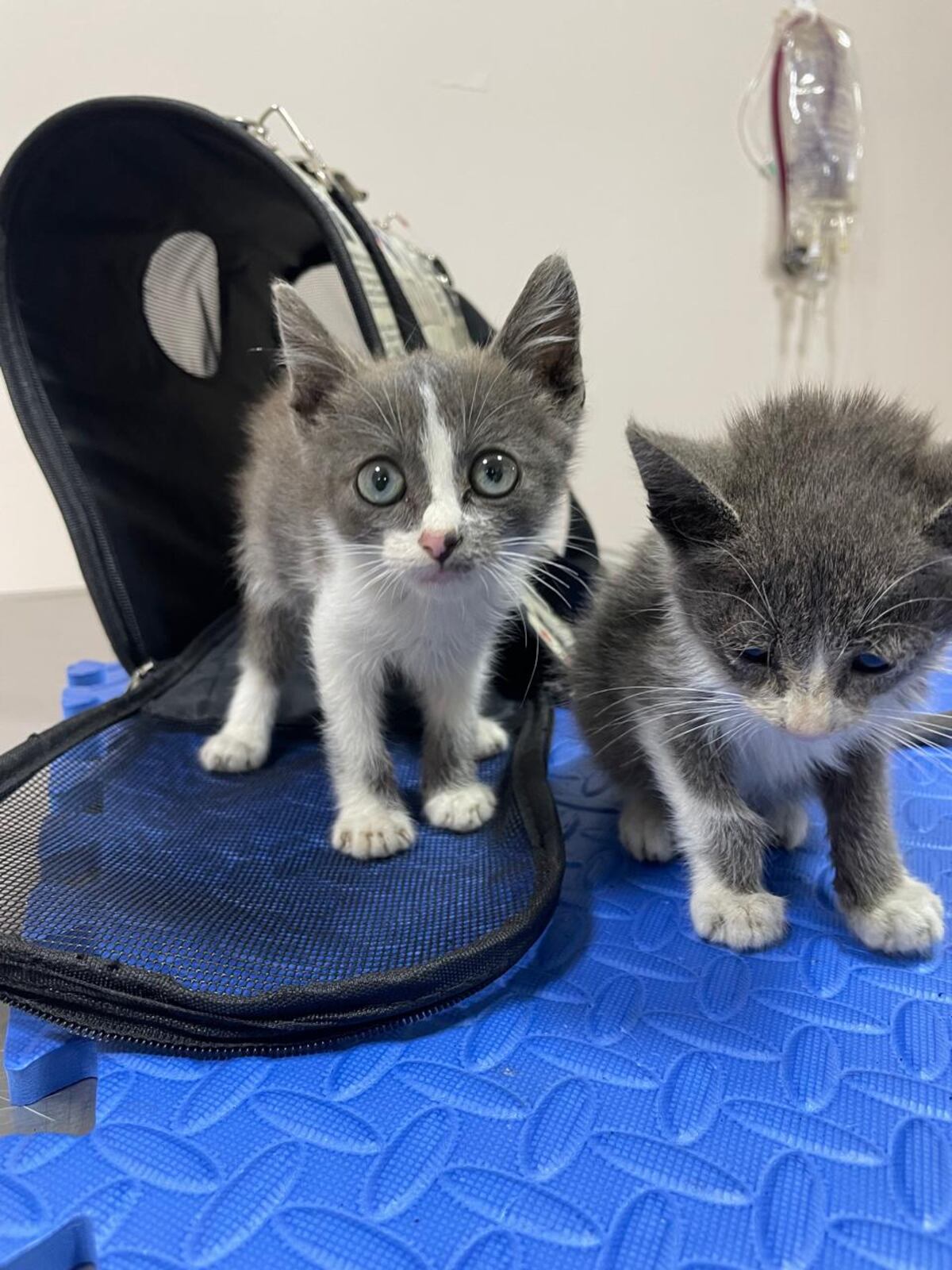 Los hermanitos de Thor se encuentran en buen estado de salud.