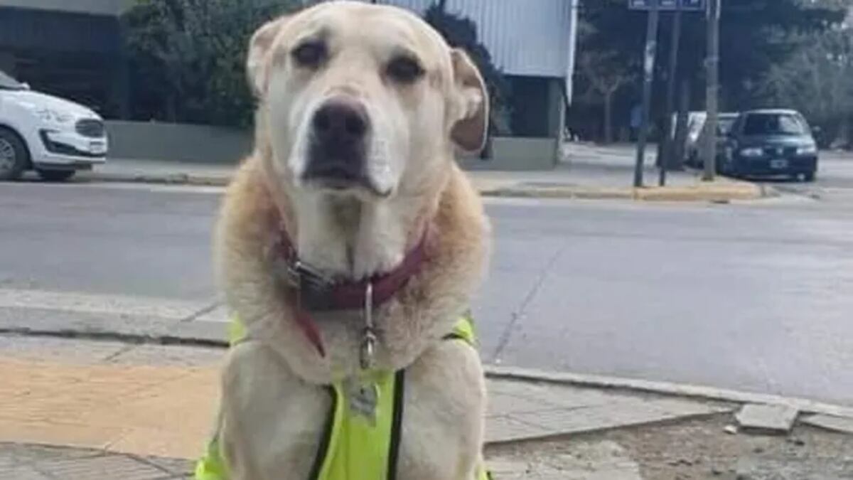 Adiós a Centinela, el perro más famoso y querido de Comodoro Rivadavia.