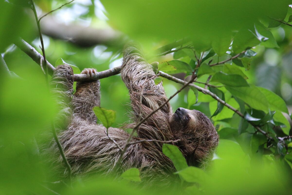 Reserva La Perica Sloth Garden, hogar de perezosos.