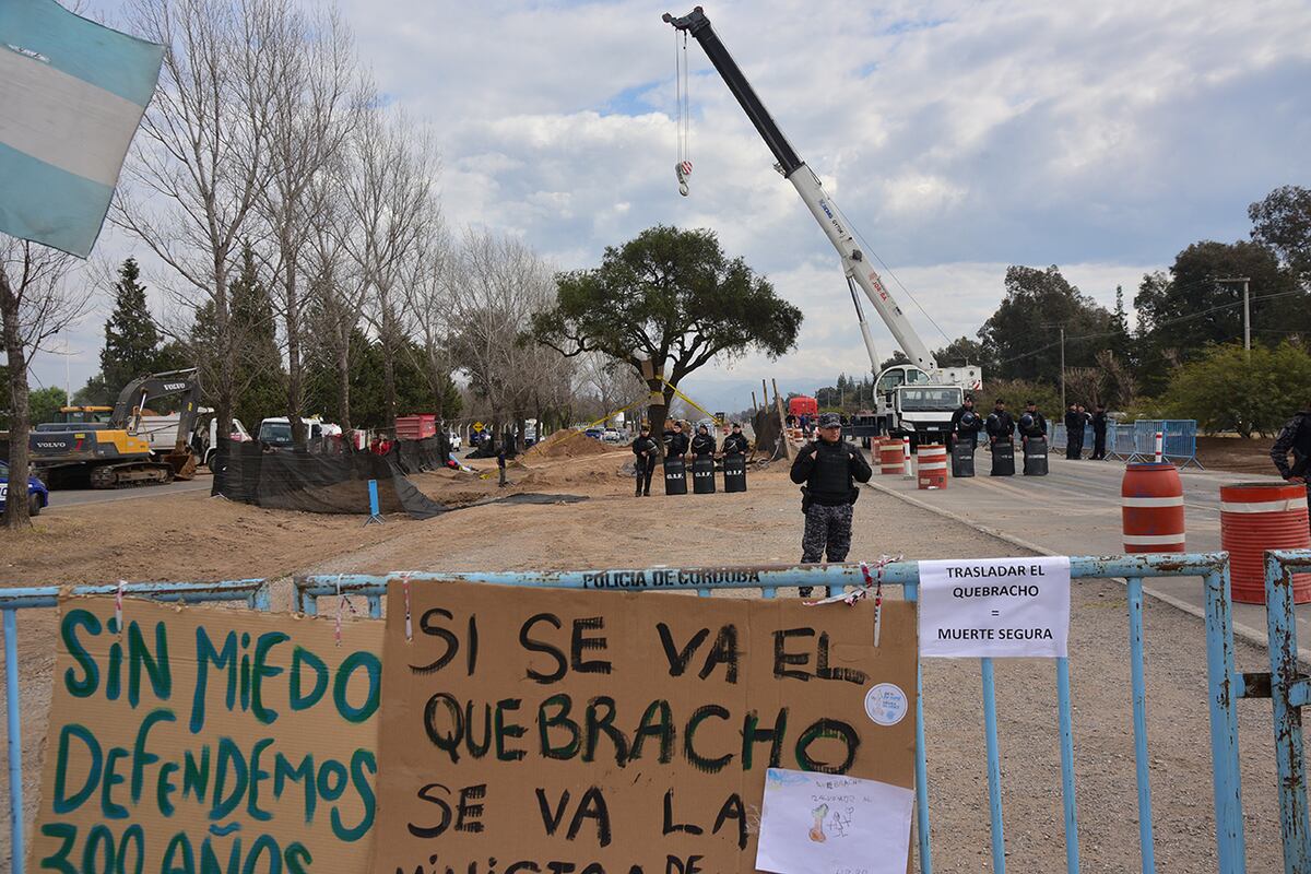Trasladan el quebracho de la Avenida Luchesse. (Pedro Castillo / La Voz)