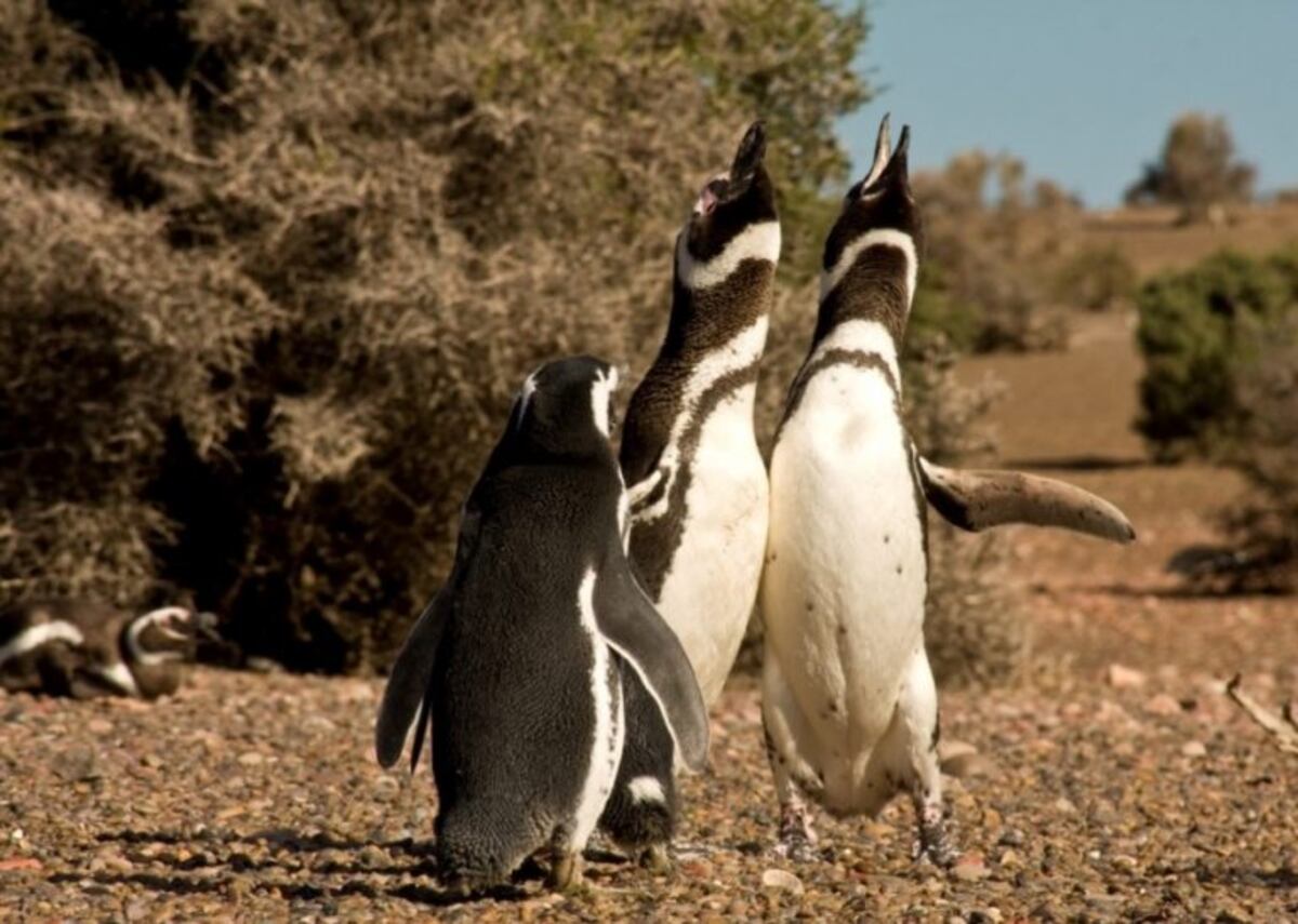 Pingüino de Magallanes (Archivo).