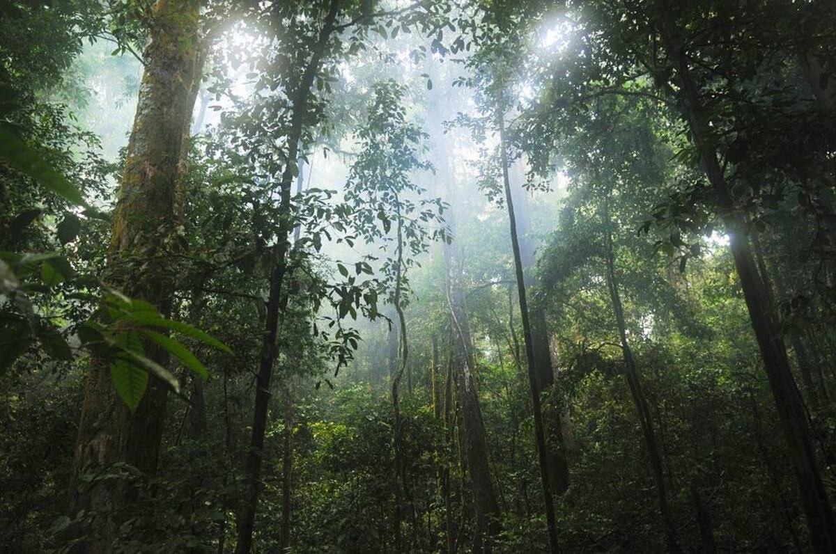 En los bosques tropicales no todos los árboles resisten a los impactos.