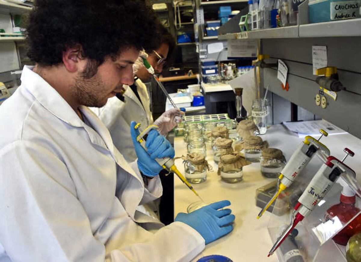 Alerta por las bacterias que más resisten a antibióticos
