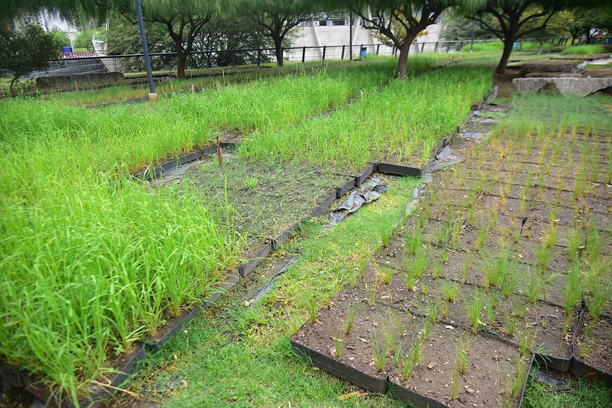 En el entorno del Faro del Bicentenario ya se instalaron bandejas modulares con vegetación en crecimiento, parte del sistema integral de cubierta verde. (Pedro Castillo / La Voz)