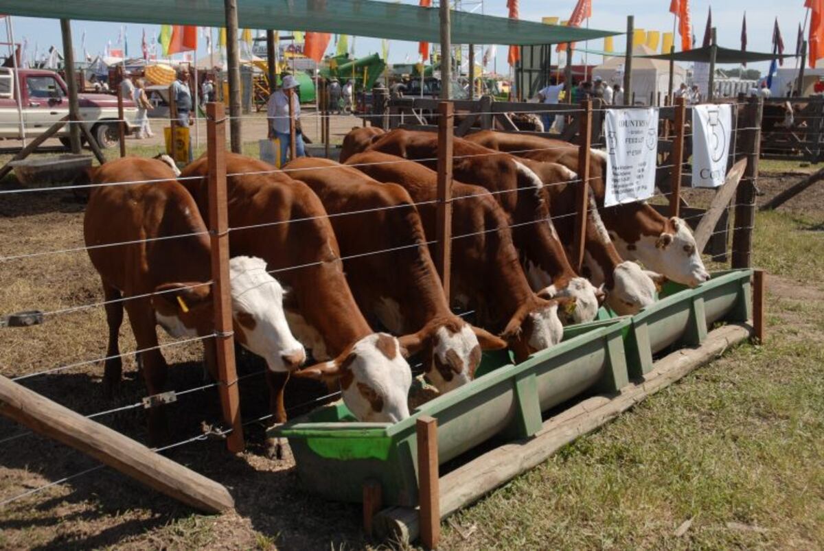 Ganado vacuno en Expoagro
