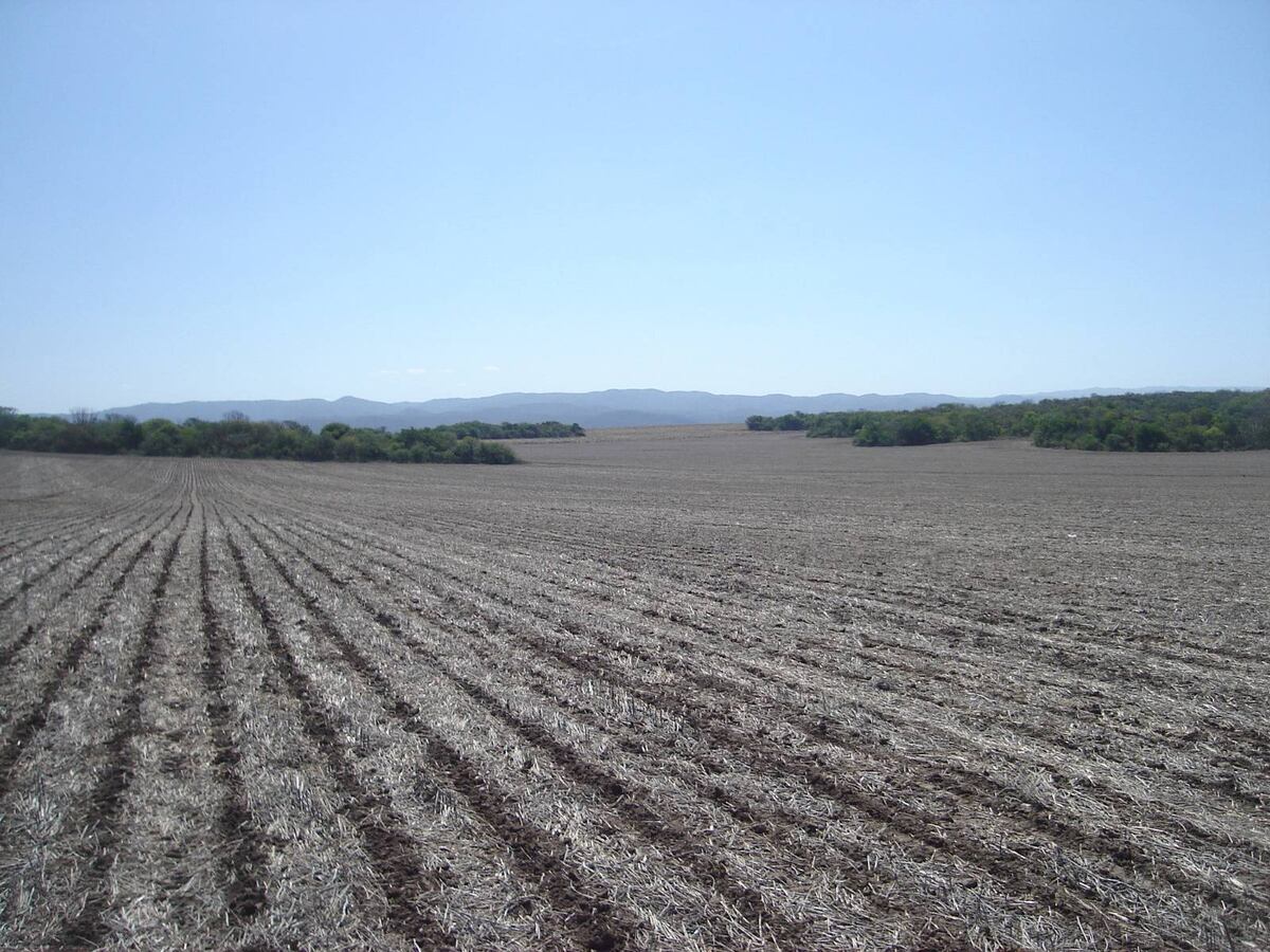 El cambio del uso del suelo provoca la pérdida de polinizadores y la reproducción de plantas nativas. (Imbiv-UNC-Conicet)