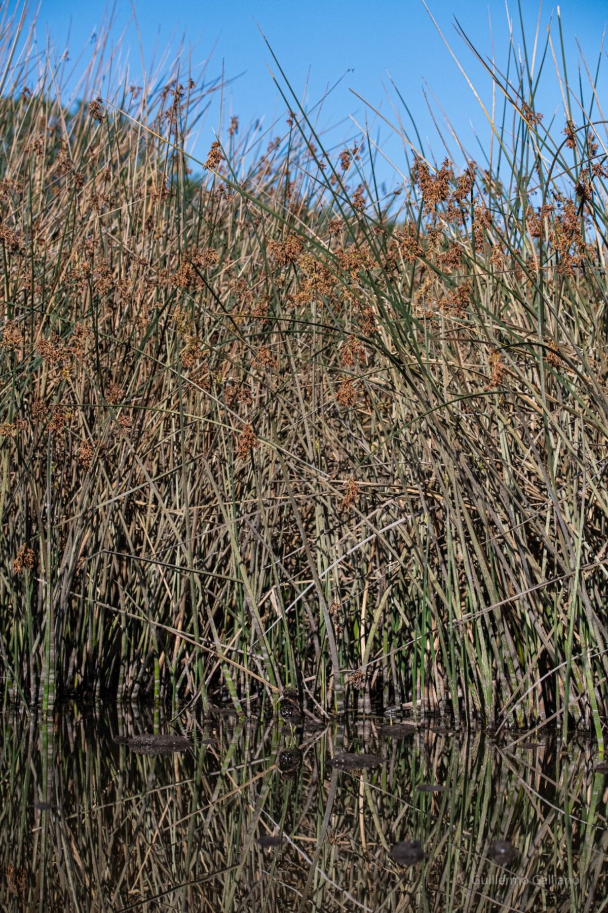 El hábitat del aguatero y un nido oculto entre los juncales y el agua. (Guillermo Galliano)