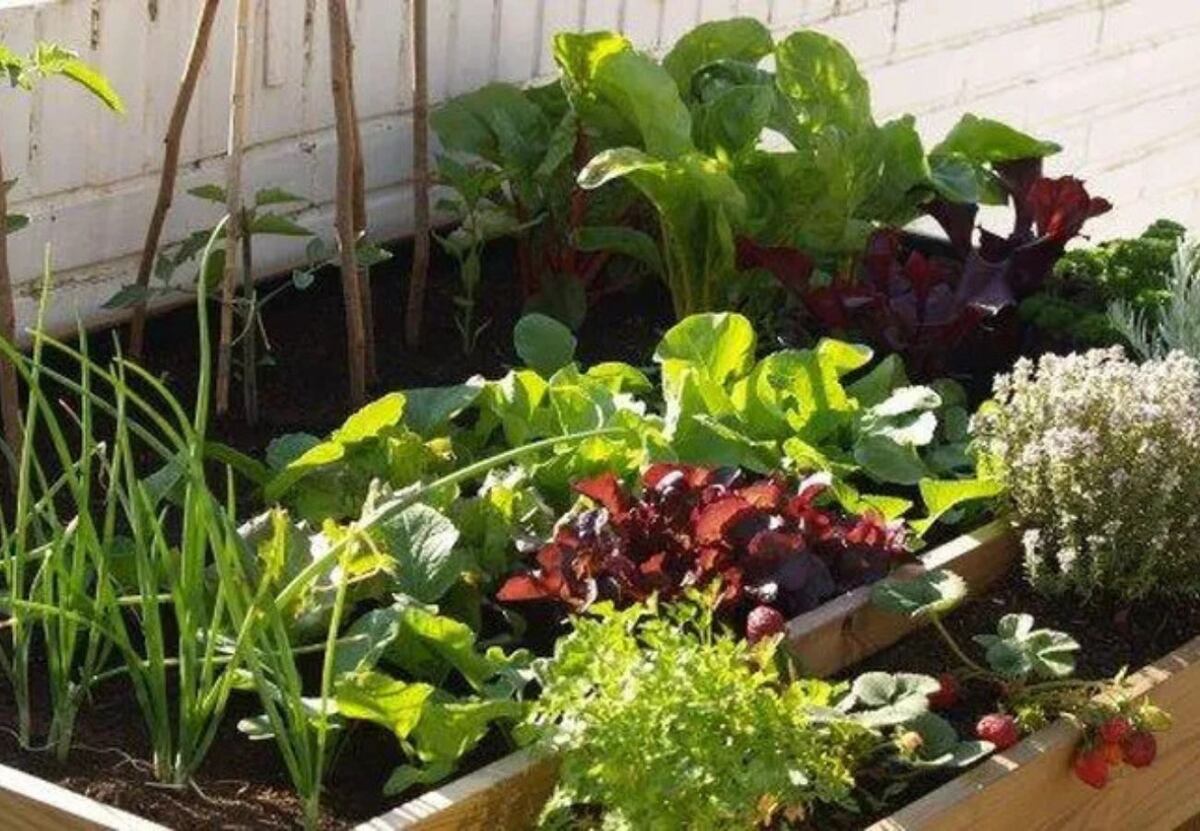 Las plantas de huerta que se siembran en septiembre 