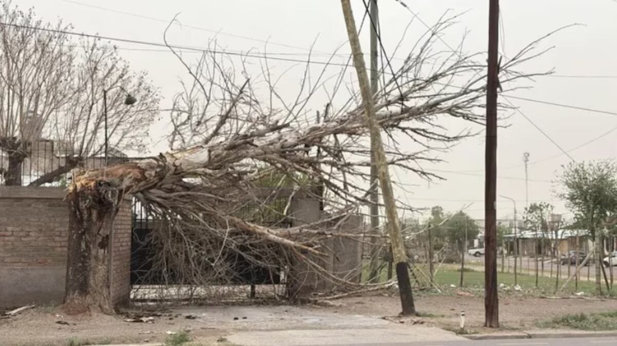 Mendoza: una mujer murió aplastada por un árbol tras el viento Zonda (Gentileza)