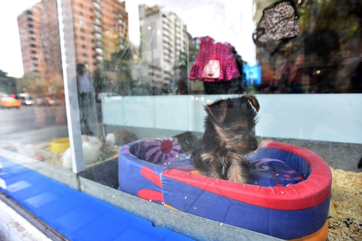 En los perros, la etapa de cachorros demanda más dinero que un perro adulto. (La Voz / Archivo)