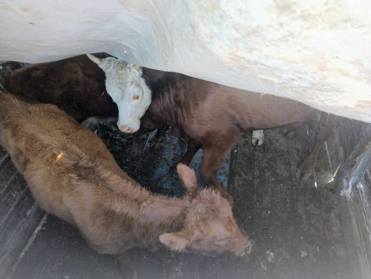 Revisaron una camioneta en Río Cuarto y no podían creer lo que encontraron (El doce).