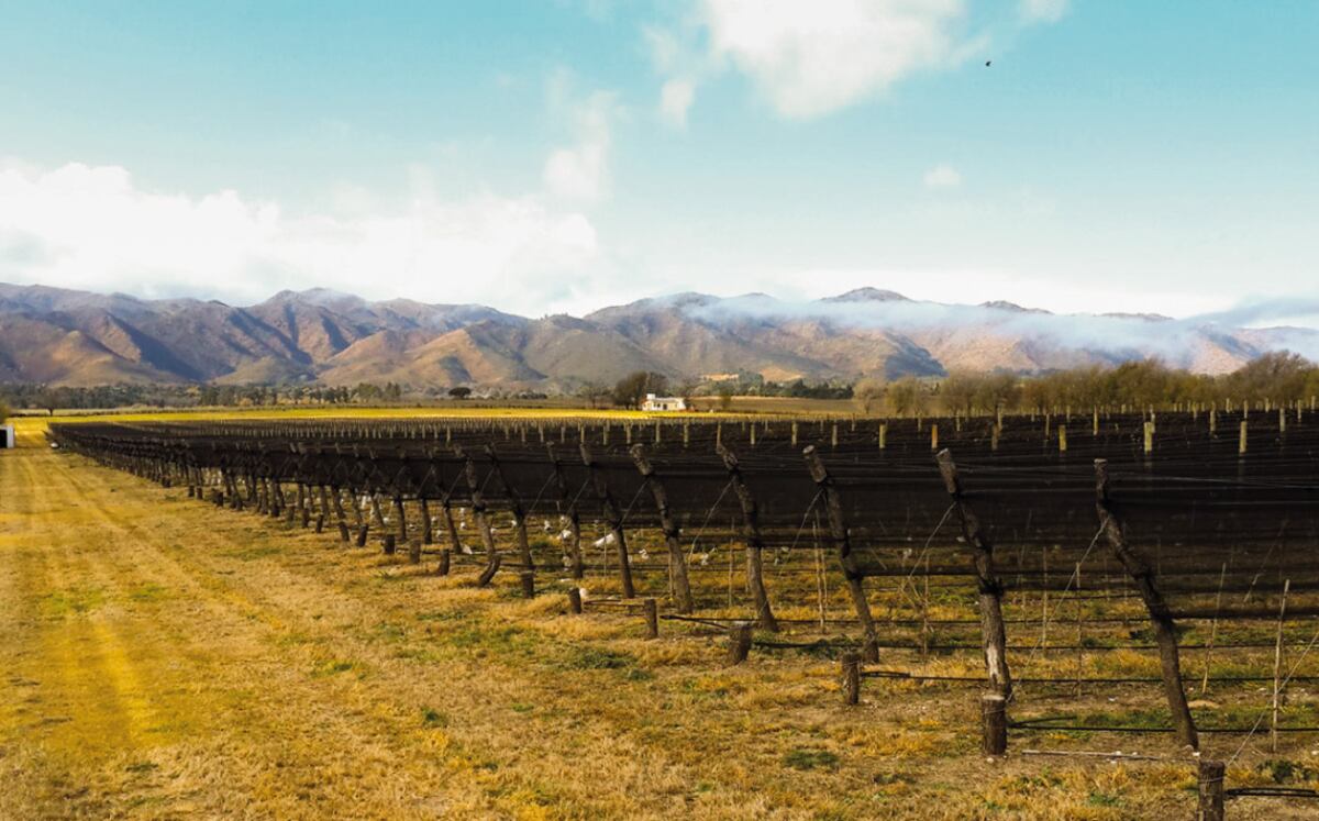 Las bodegas cordobesas, con pasado y futuro. (Foto: Bodegas Furfaro / Agencia Córdoba Turismo)